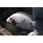 Marble Convict Cichlid
