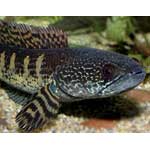 Green Snakehead (spotted tail)