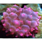Green Bulb Anemone (Pink Tip)