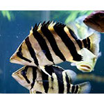 Indonesian Tiger Fish