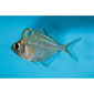 Humphead Glass Fish
