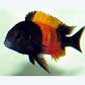 Red Banded Tropheus Bemba