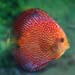 Snakeskin red discus